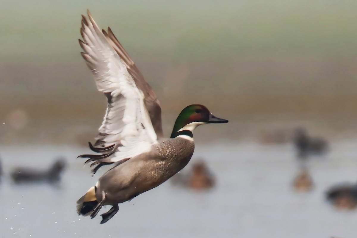 Falcated Duck - ML630572499