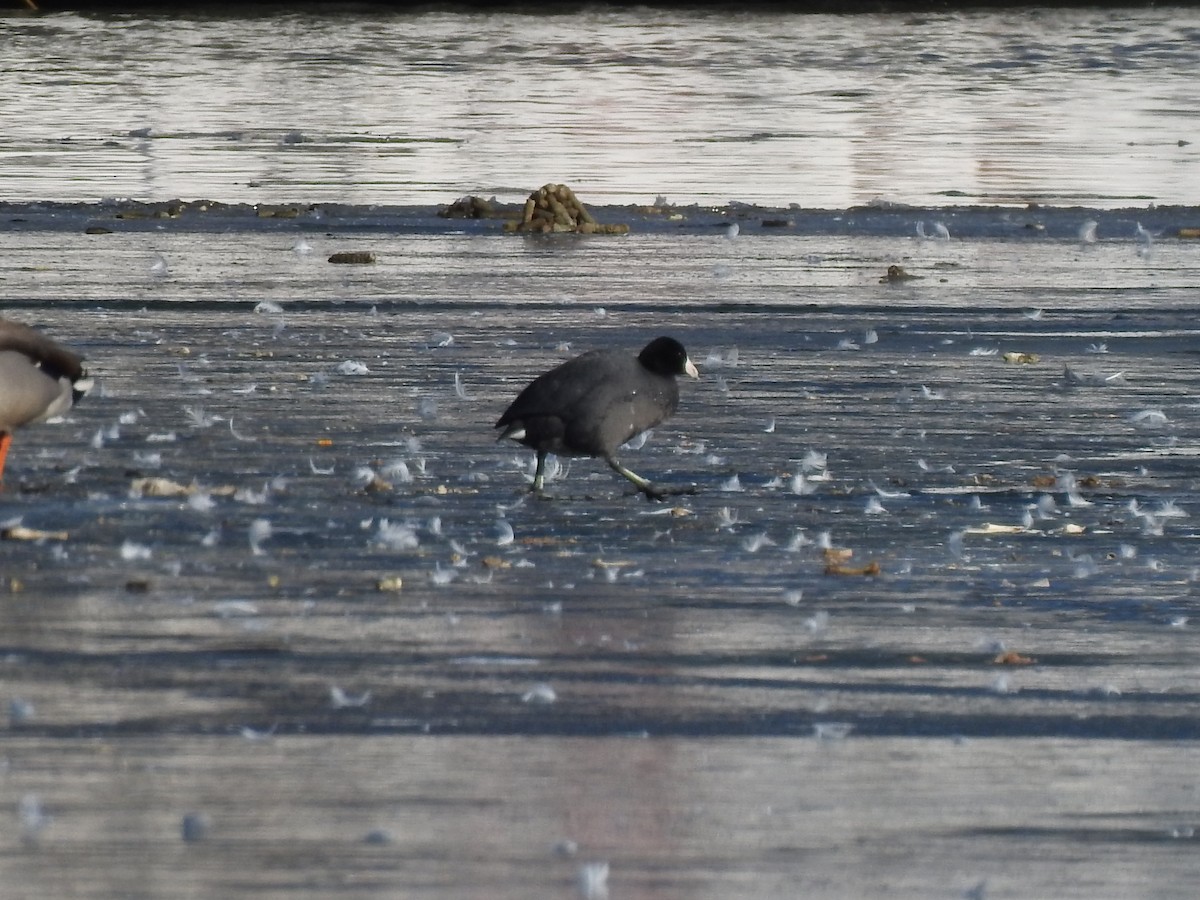 American Coot - ML630572519