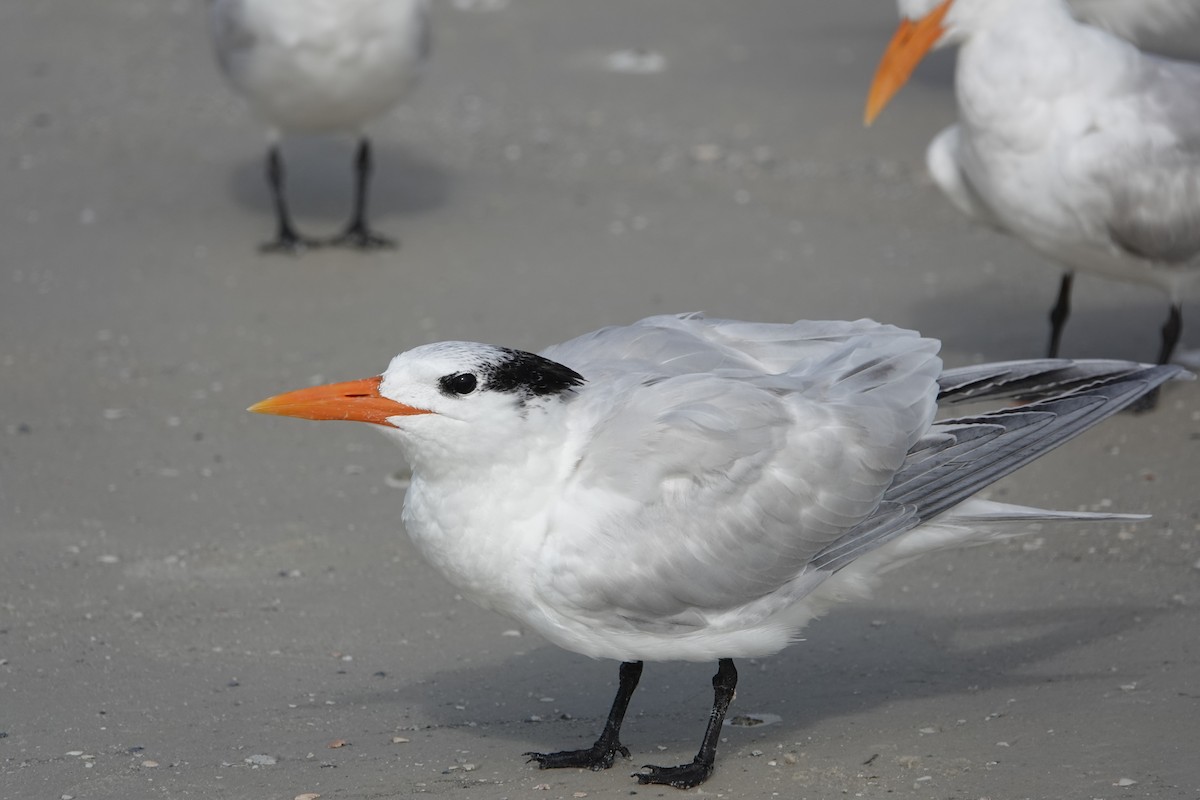 Royal Tern - ML630572800