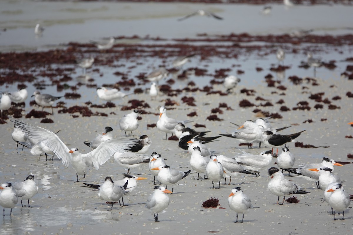 Royal Tern - ML630572837
