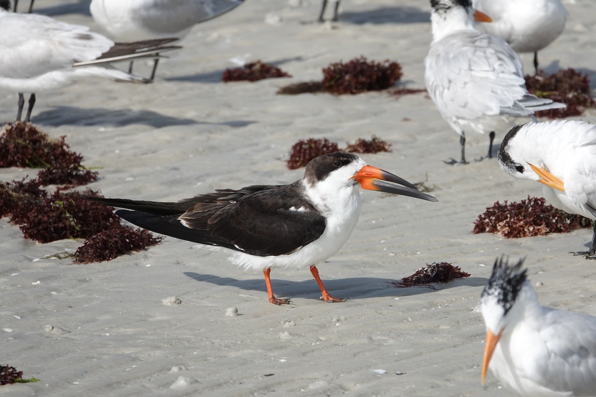 Black Skimmer - ML630572854