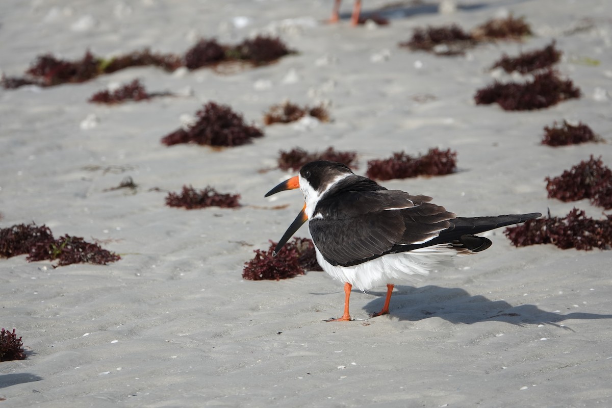 Black Skimmer - ML630572856