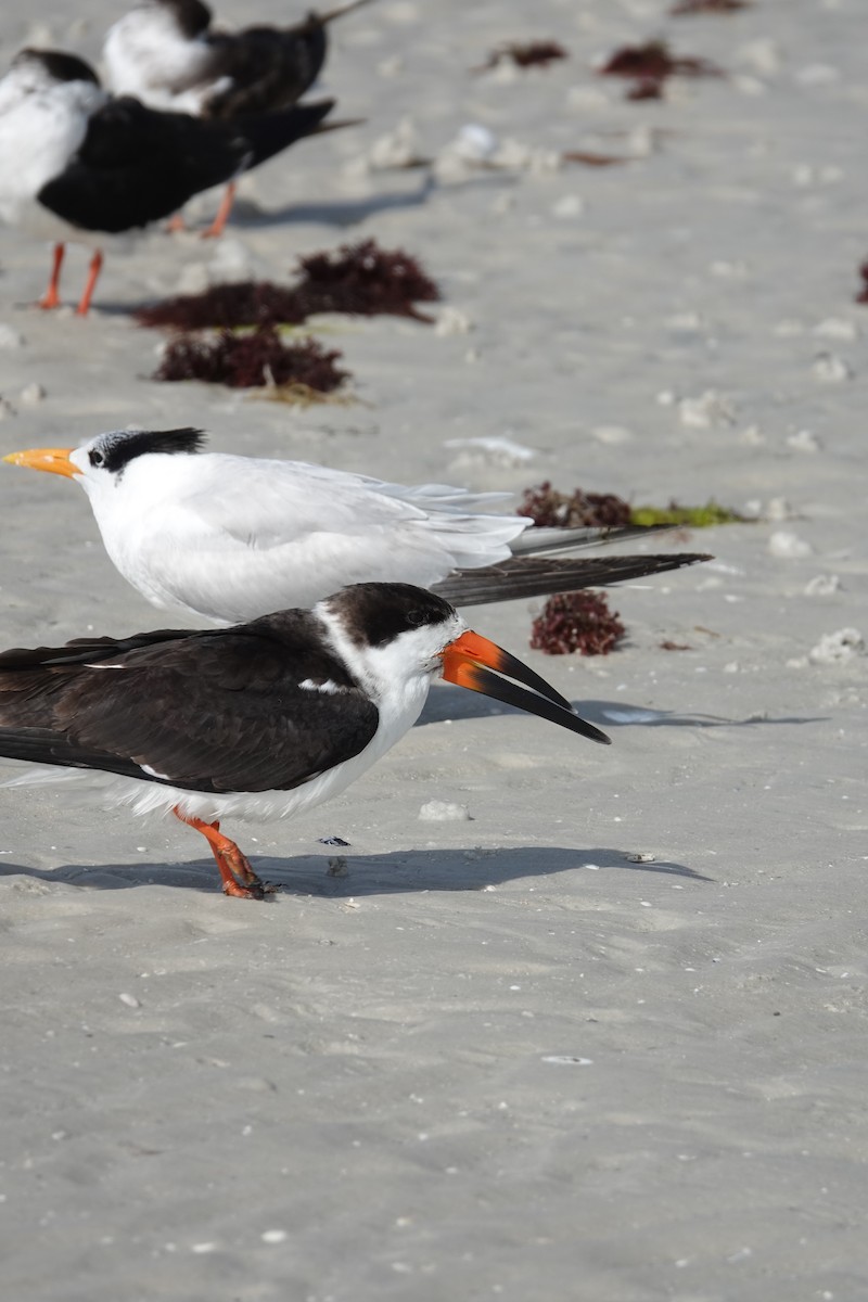Black Skimmer - ML630572860