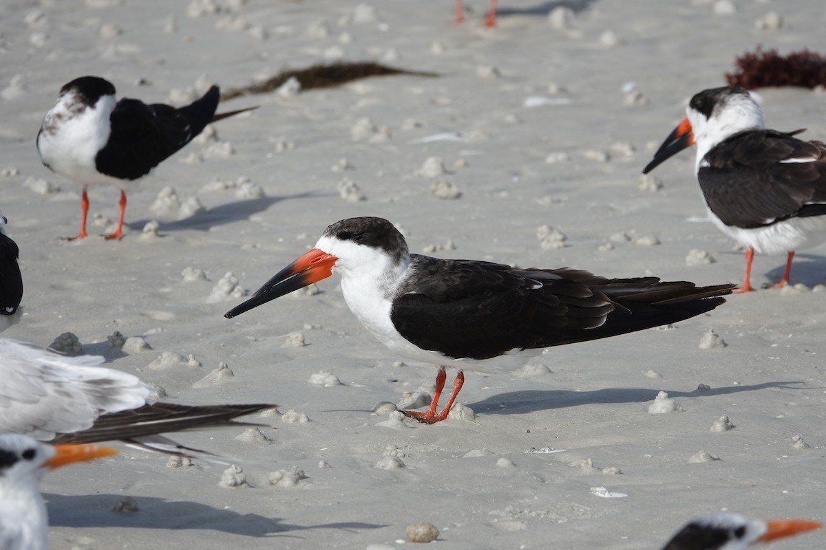 Black Skimmer - ML630572868
