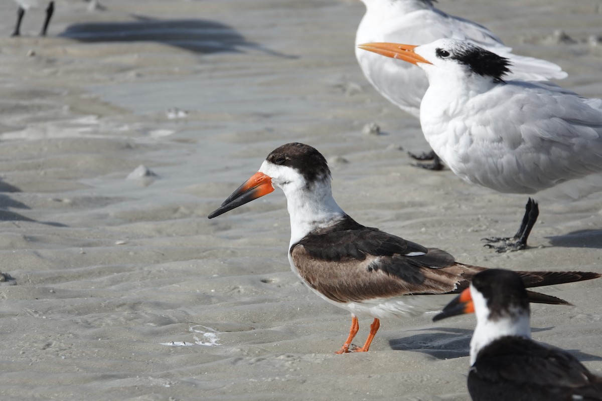 Black Skimmer - ML630572888
