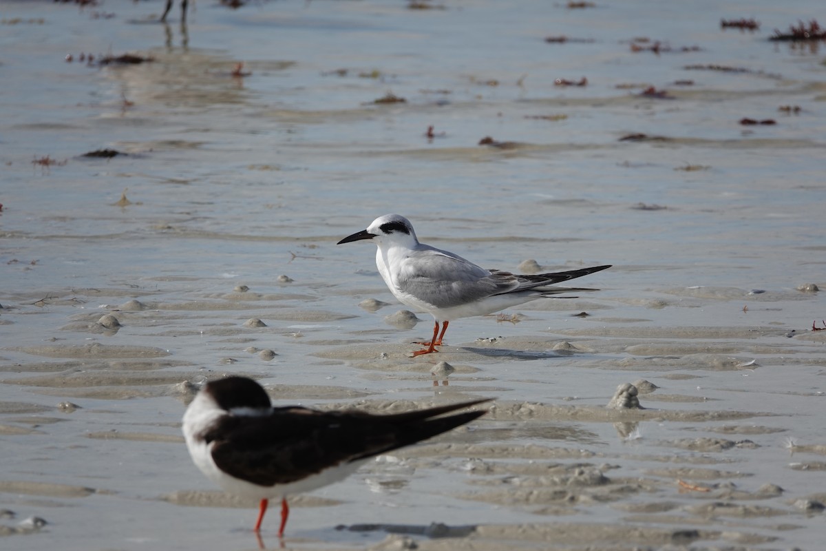 Forster's Tern - ML630572900