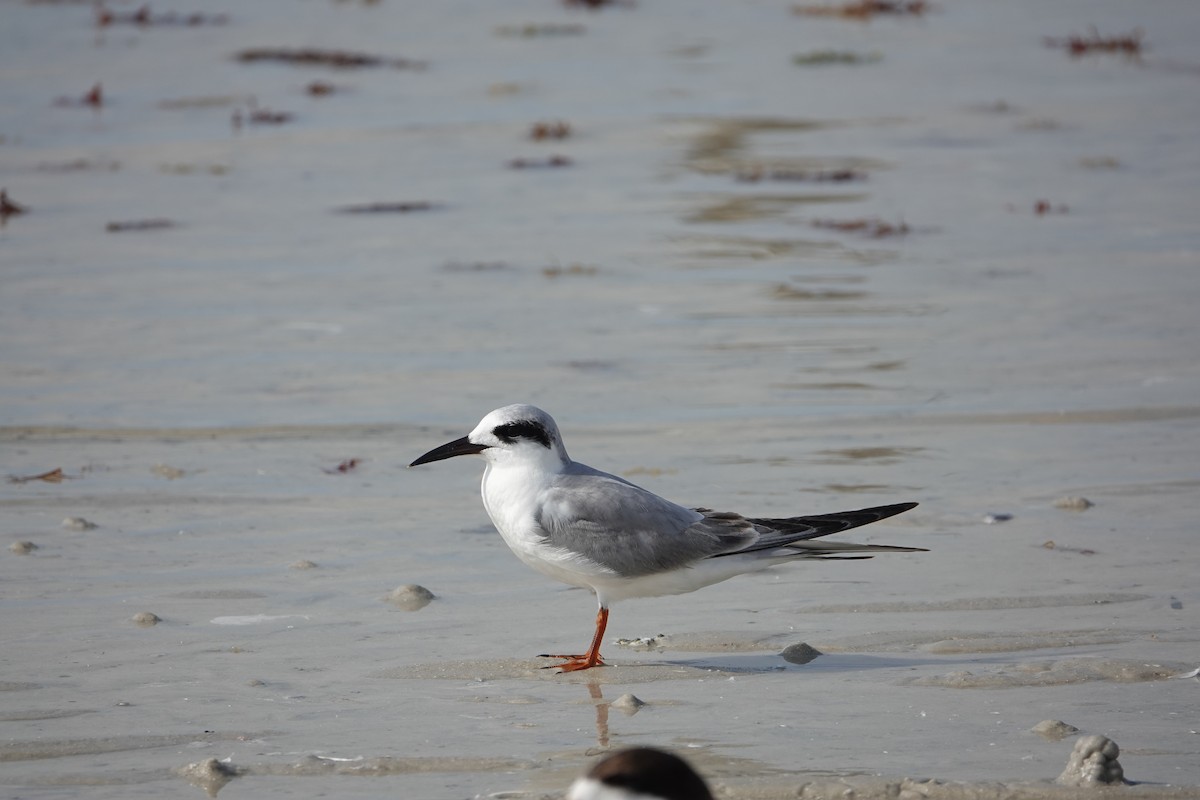 Forster's Tern - ML630572907