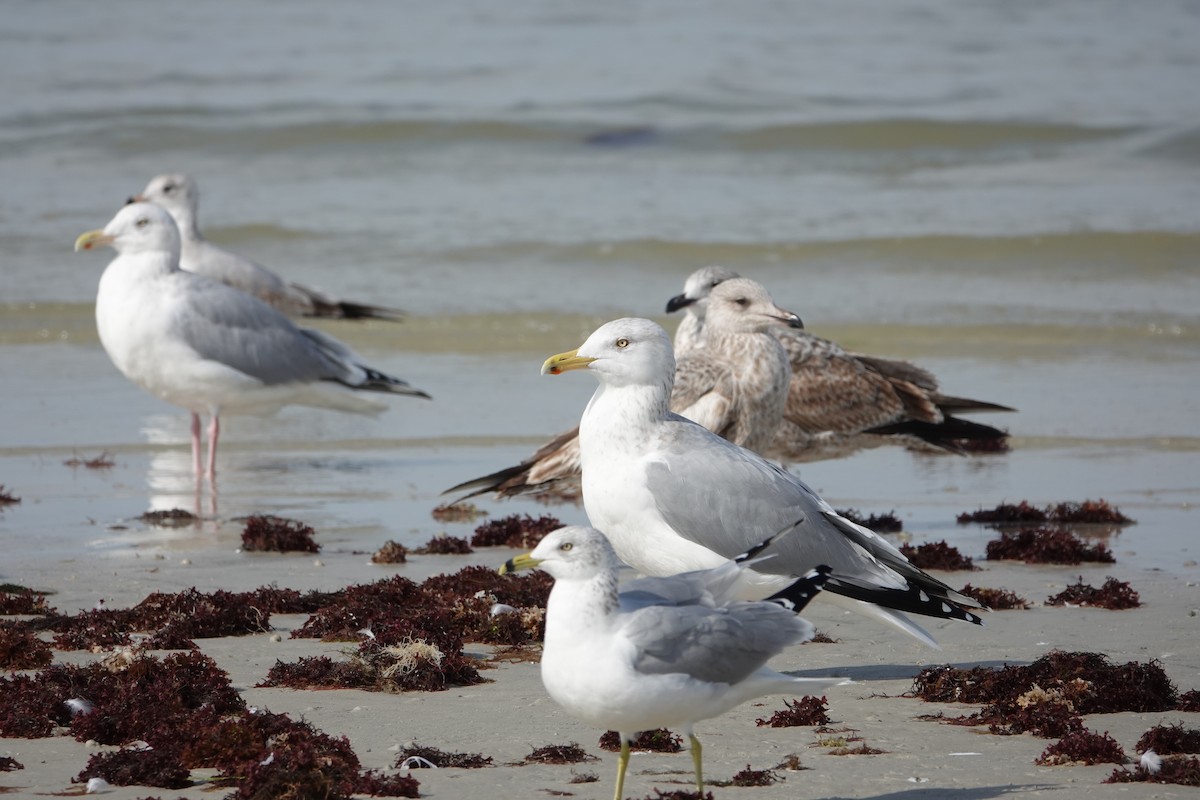 American Herring Gull - ML630572910