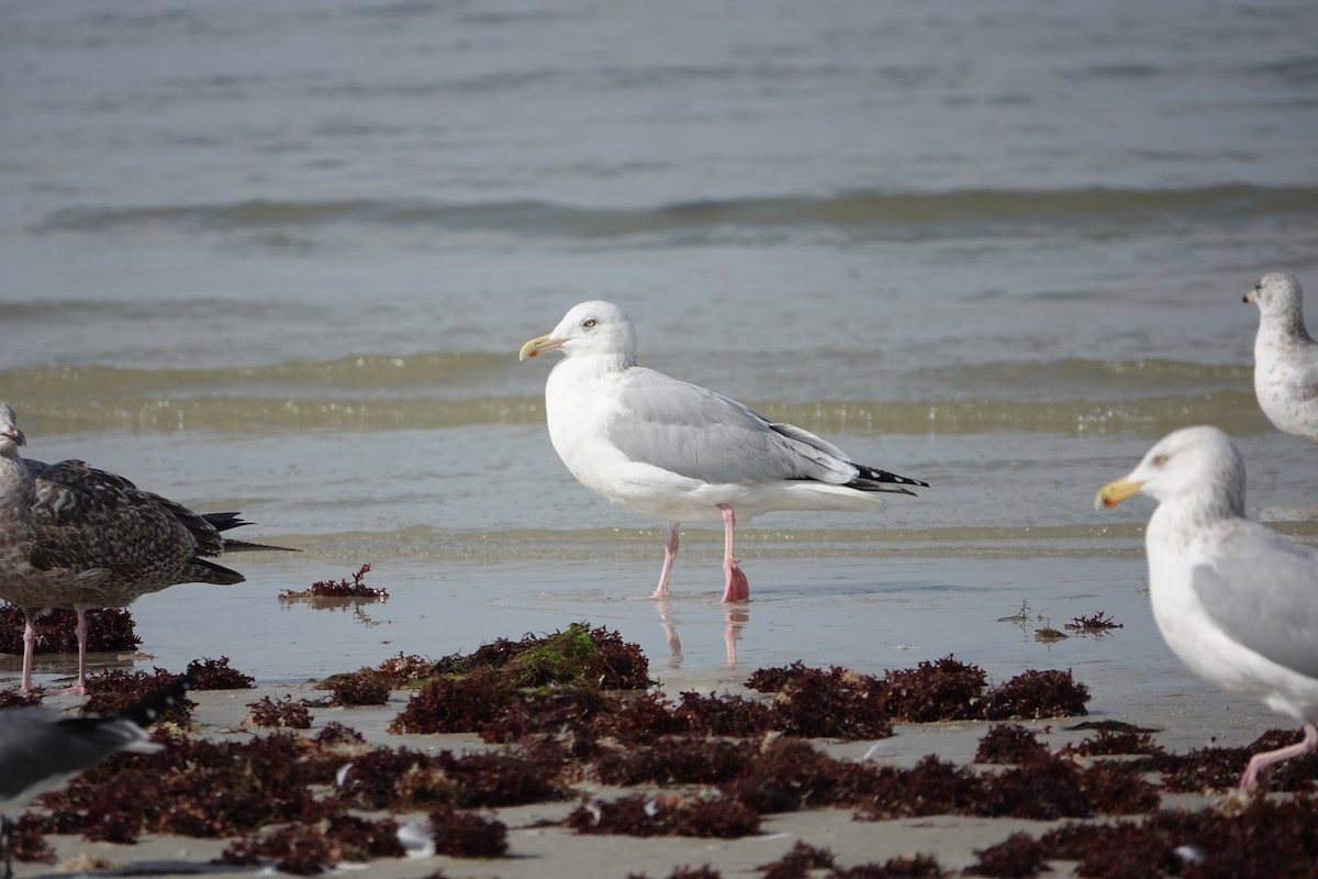 American Herring Gull - ML630572913