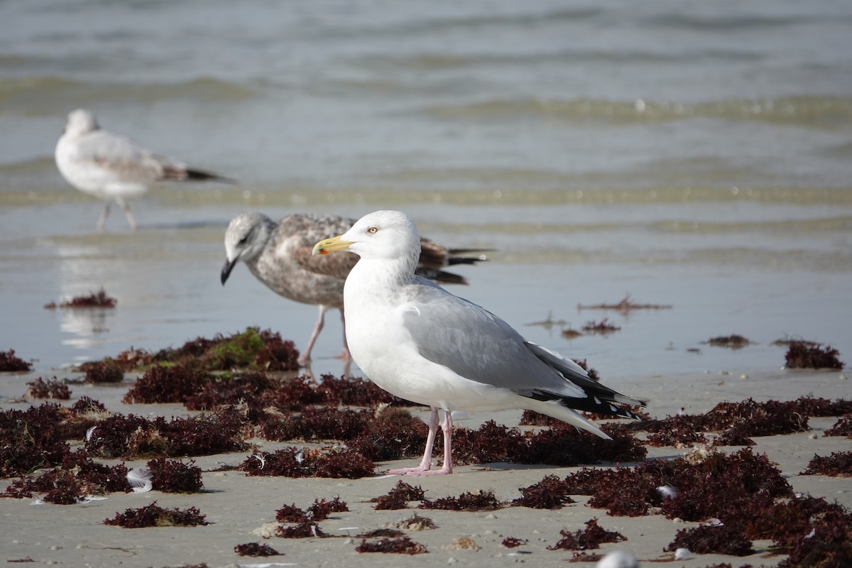 American Herring Gull - ML630572916