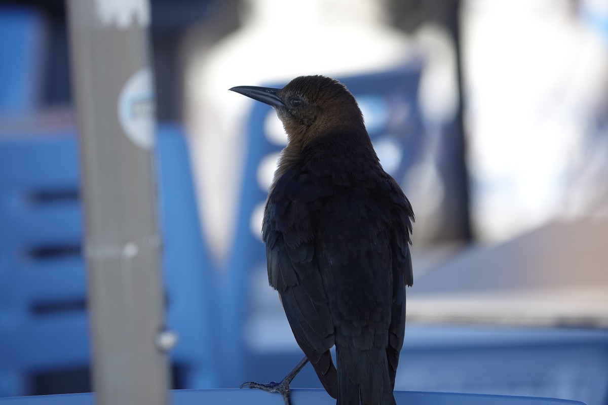 Boat-tailed Grackle - ML630572932