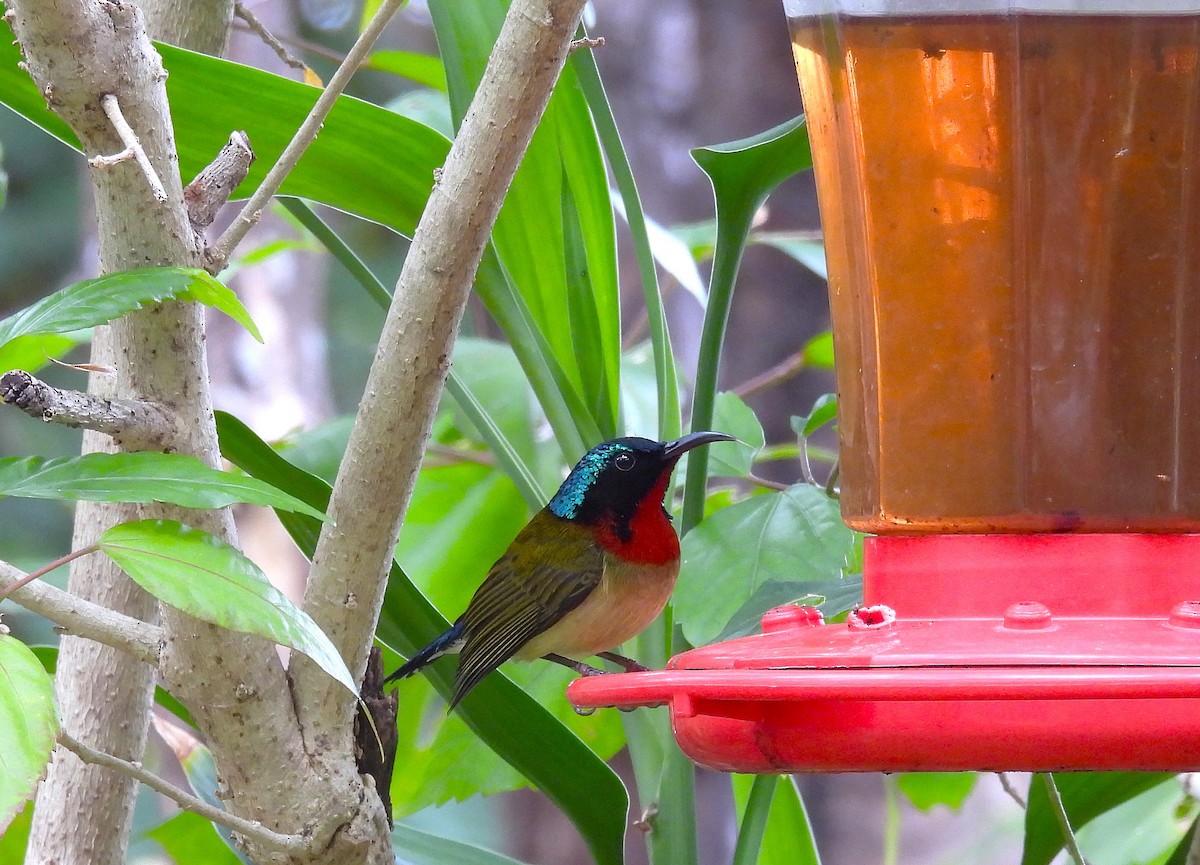 Fork-tailed Sunbird - ML630573022