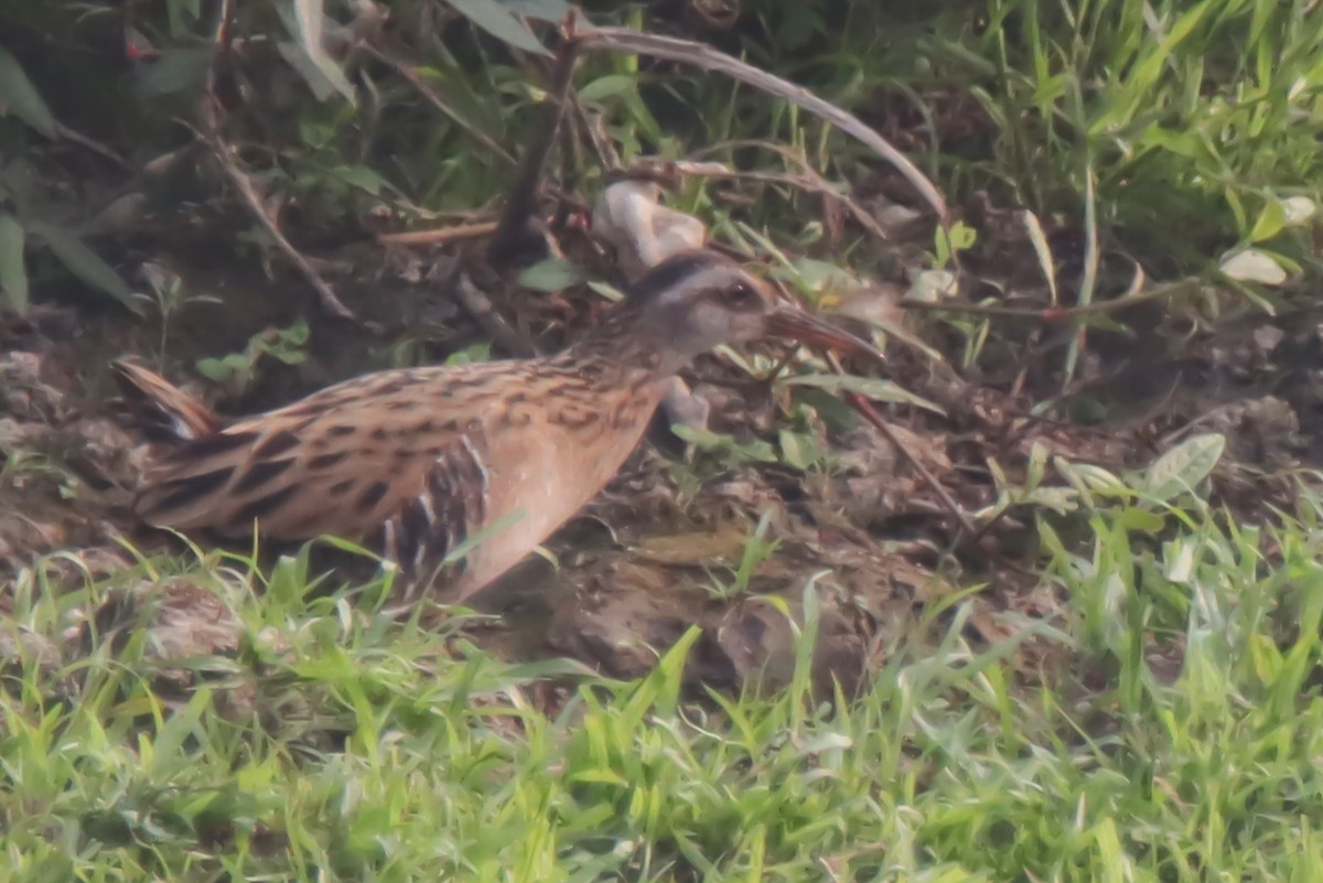 Brown-cheeked Rail - ML630573025