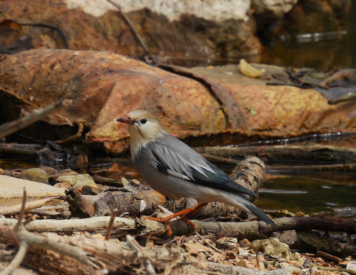 Red-billed Starling - ML630573154