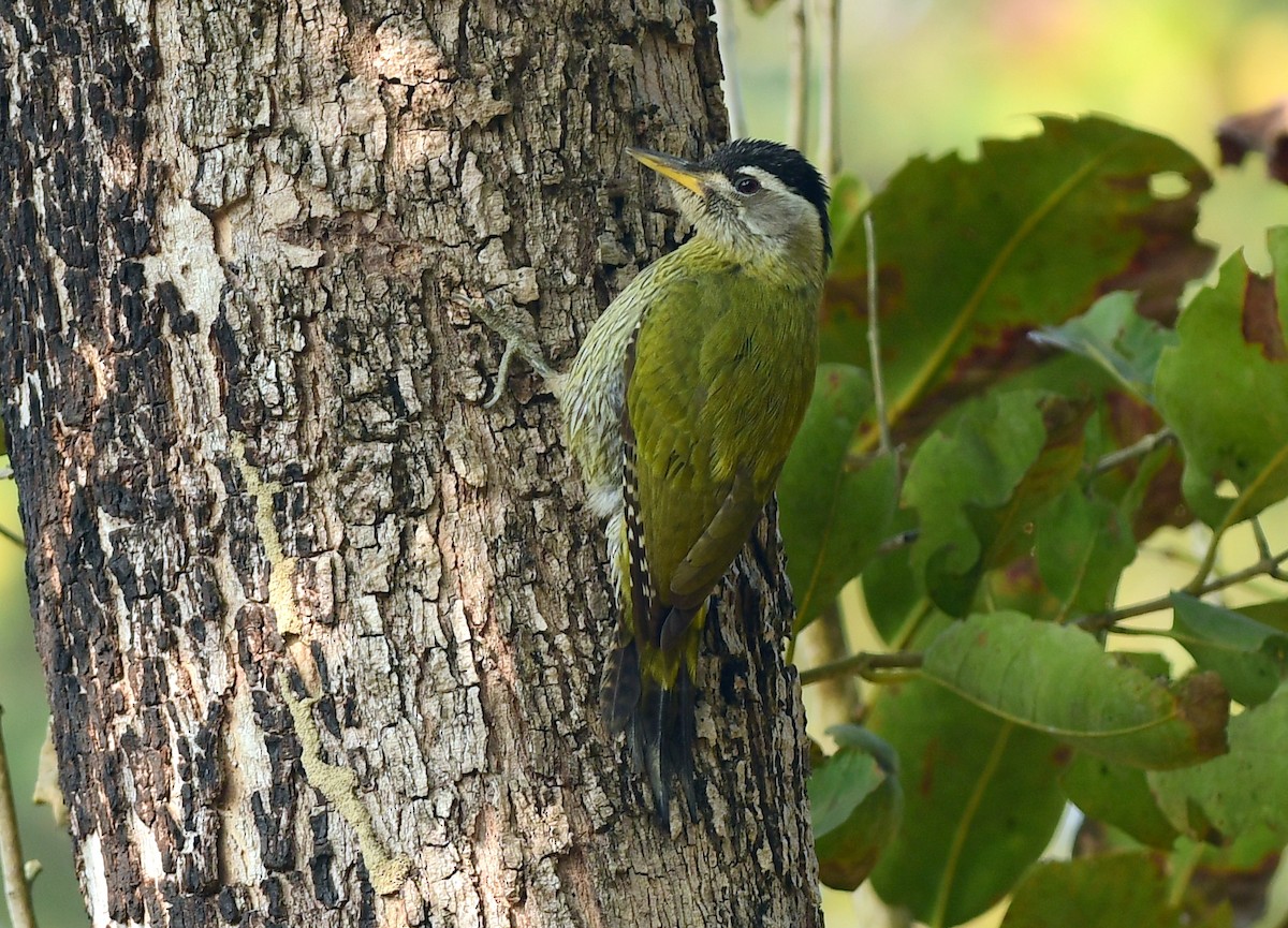 Streak-throated Woodpecker - ML630573503