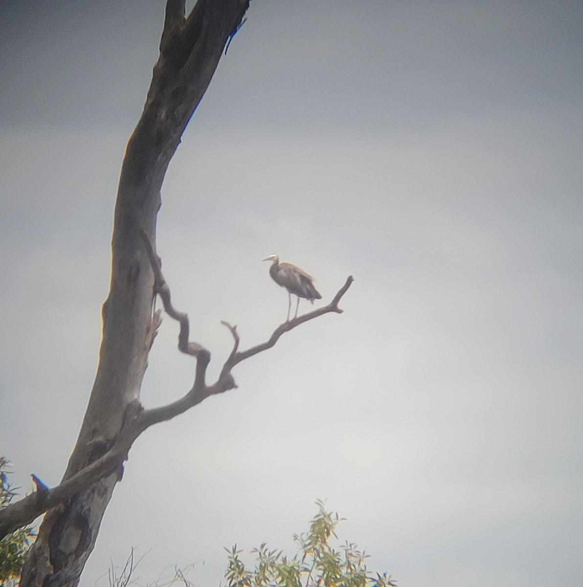 hvitmaskehegre - ML630573507