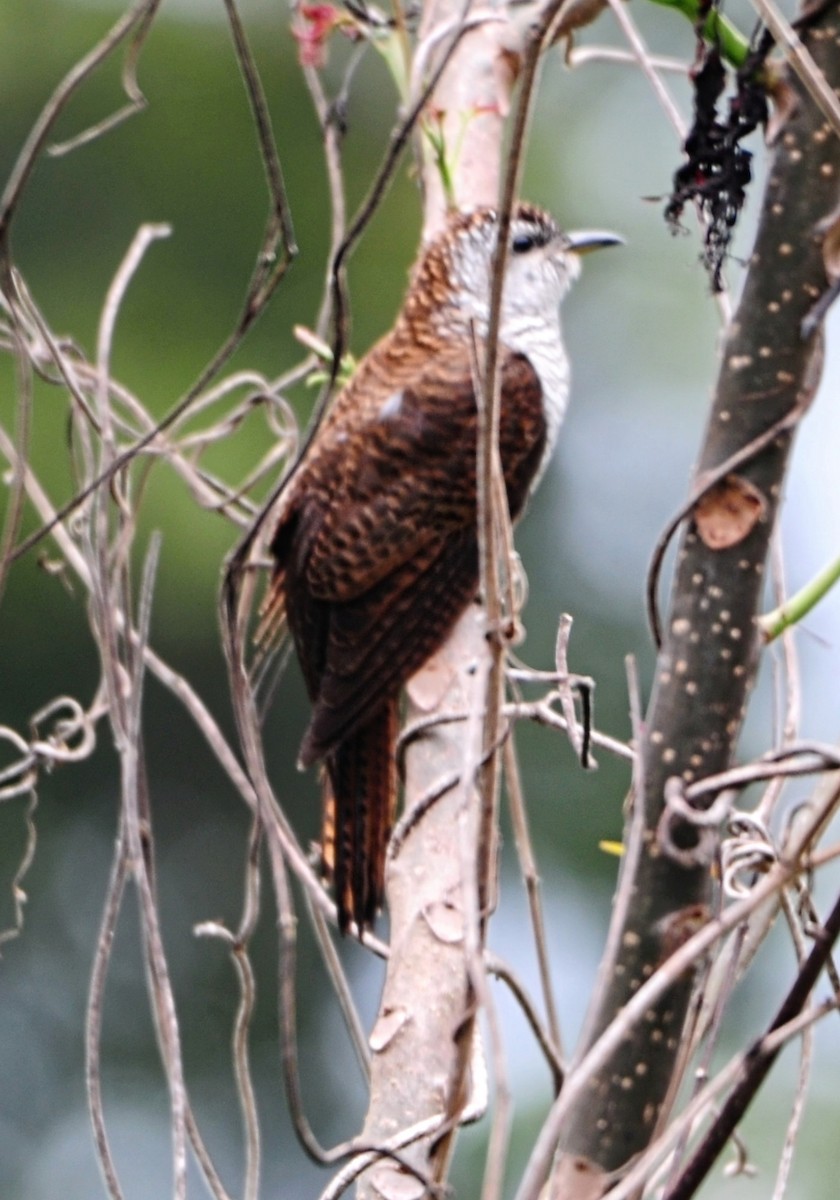 vatregjøk - ML630573775