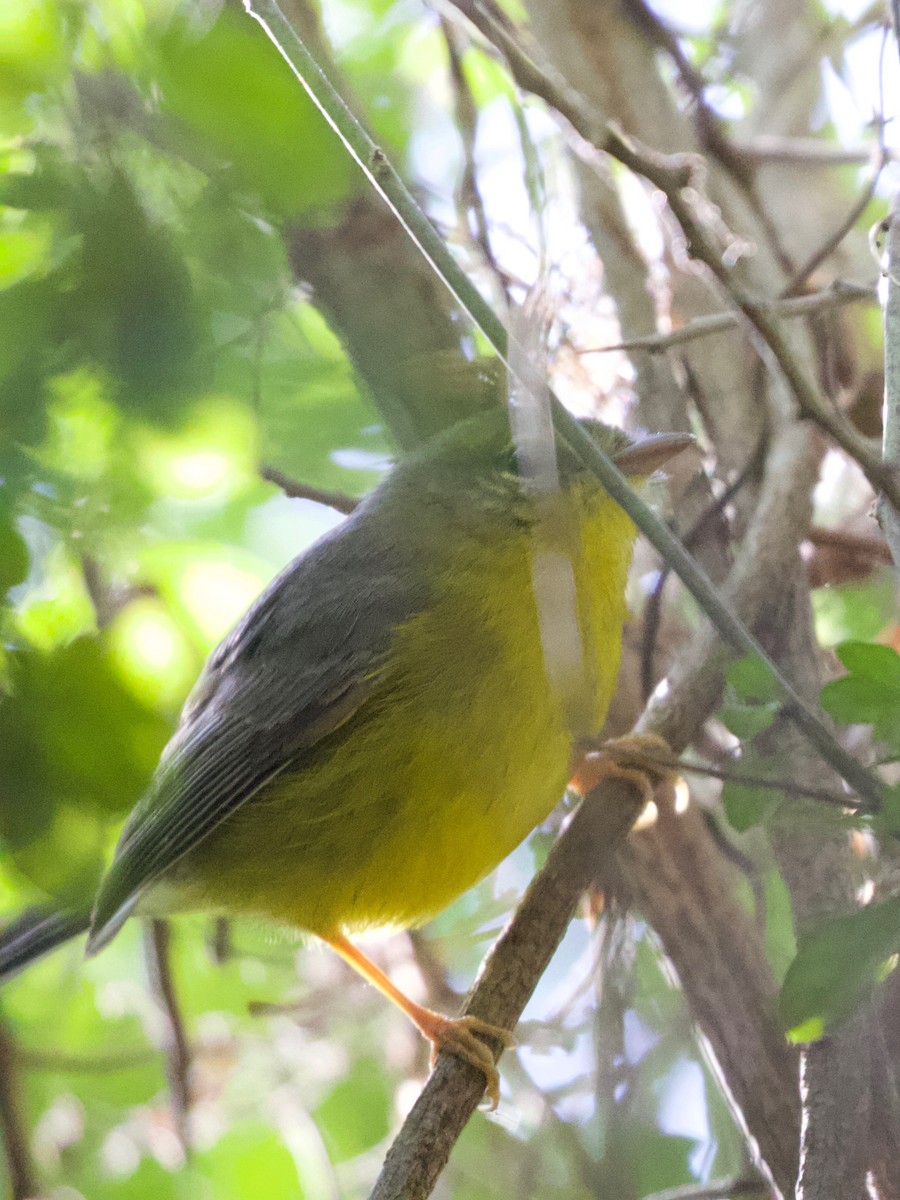 Golden-crowned Warbler - ML630574169