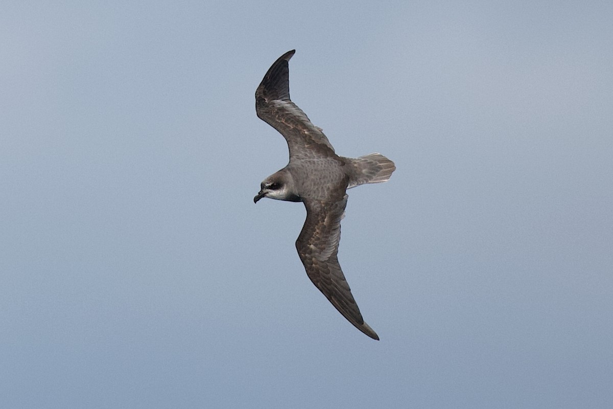 Mottled Petrel - ML630574457