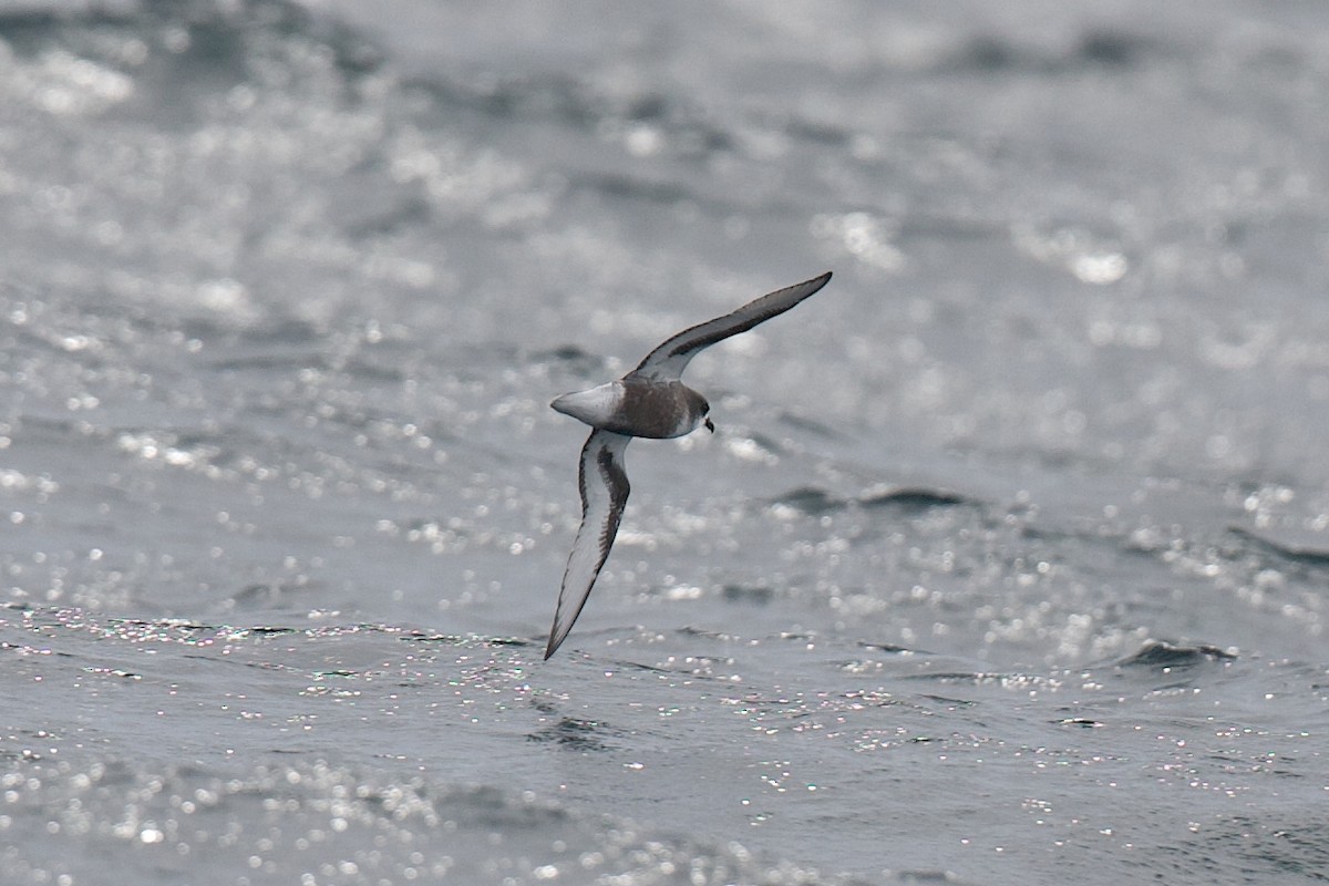 Mottled Petrel - ML630574458