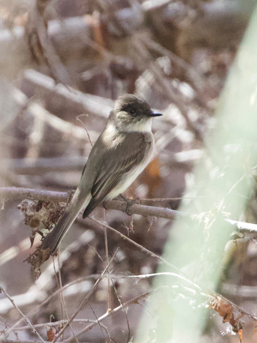Eastern Phoebe - ML630574612