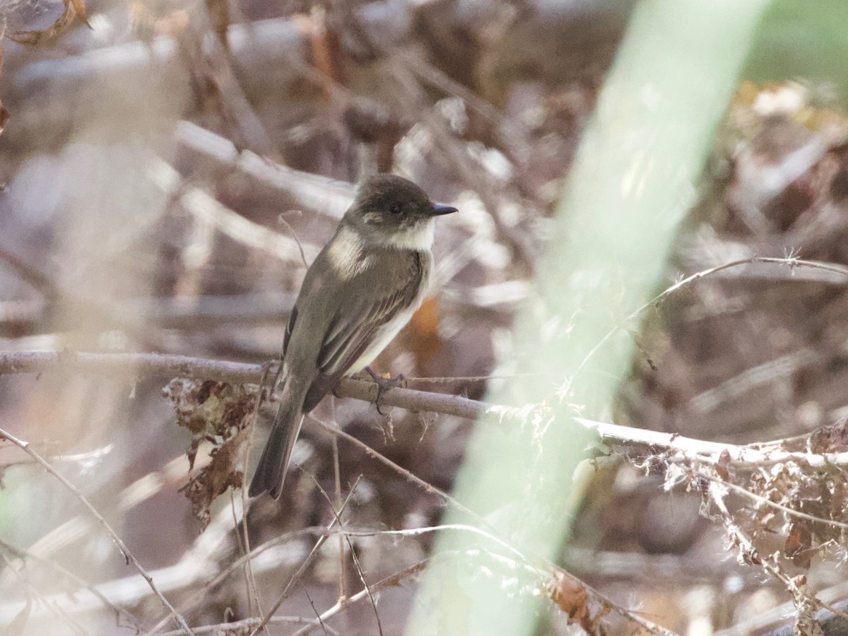 Eastern Phoebe - ML630574613