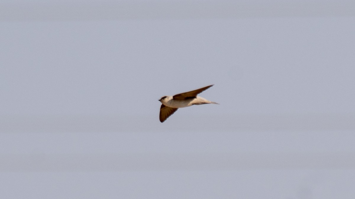 Pale Crag-Martin - ML630574631