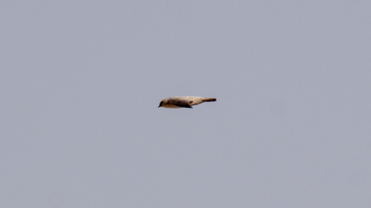 Pale Crag-Martin - ML630574632