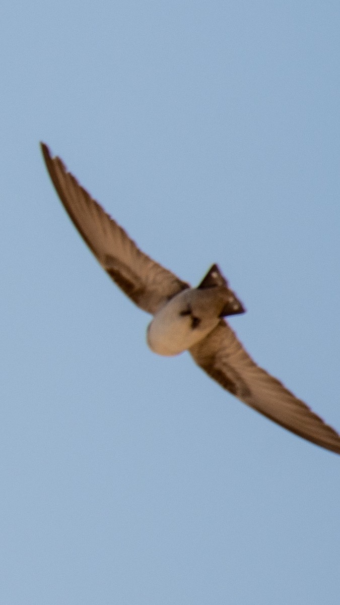 Pale Crag-Martin - ML630574633