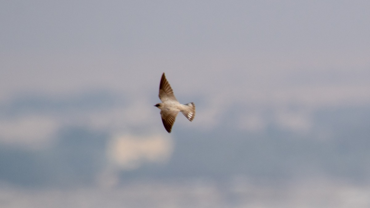 Pale Crag-Martin - ML630574635