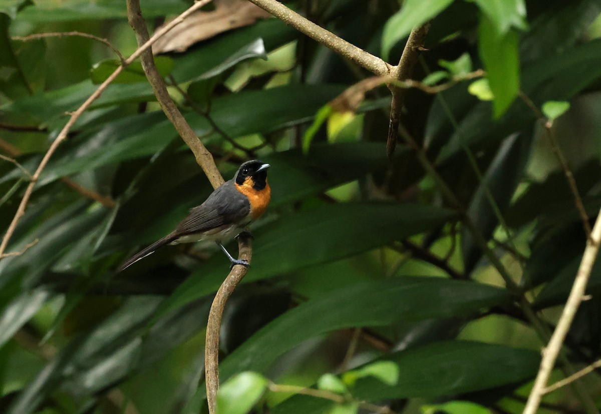 Australian Spectacled Monarch (Western) - ML630574731
