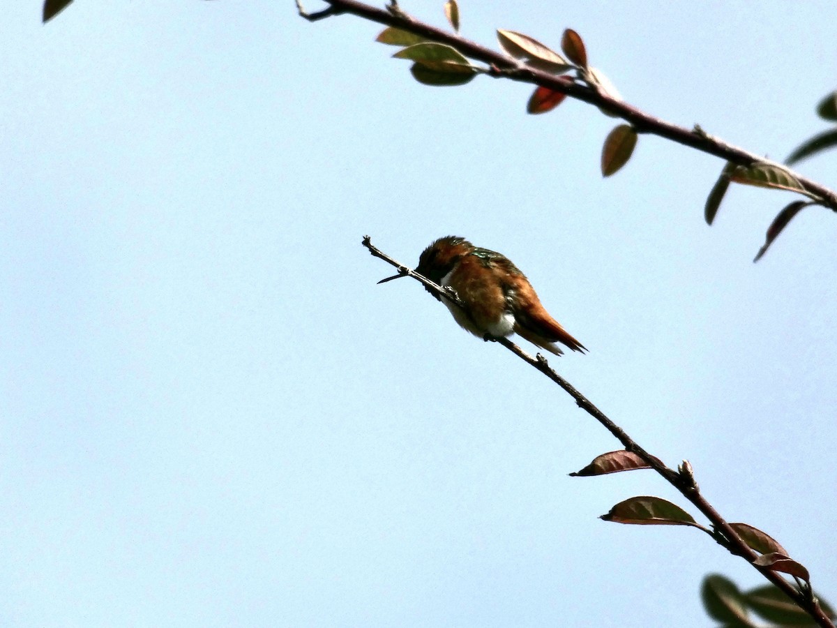 Allen's Hummingbird - ML630574792