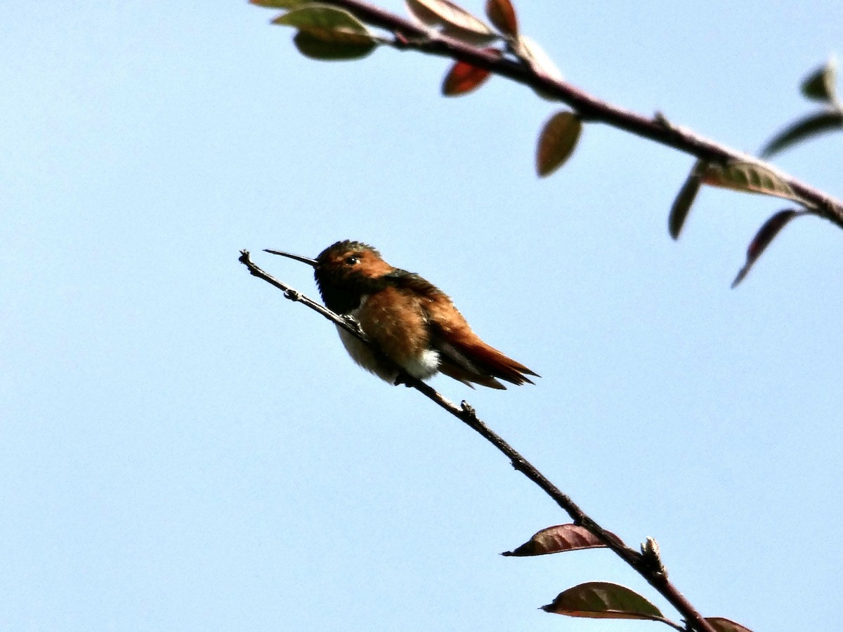 Allen's Hummingbird - ML630574816