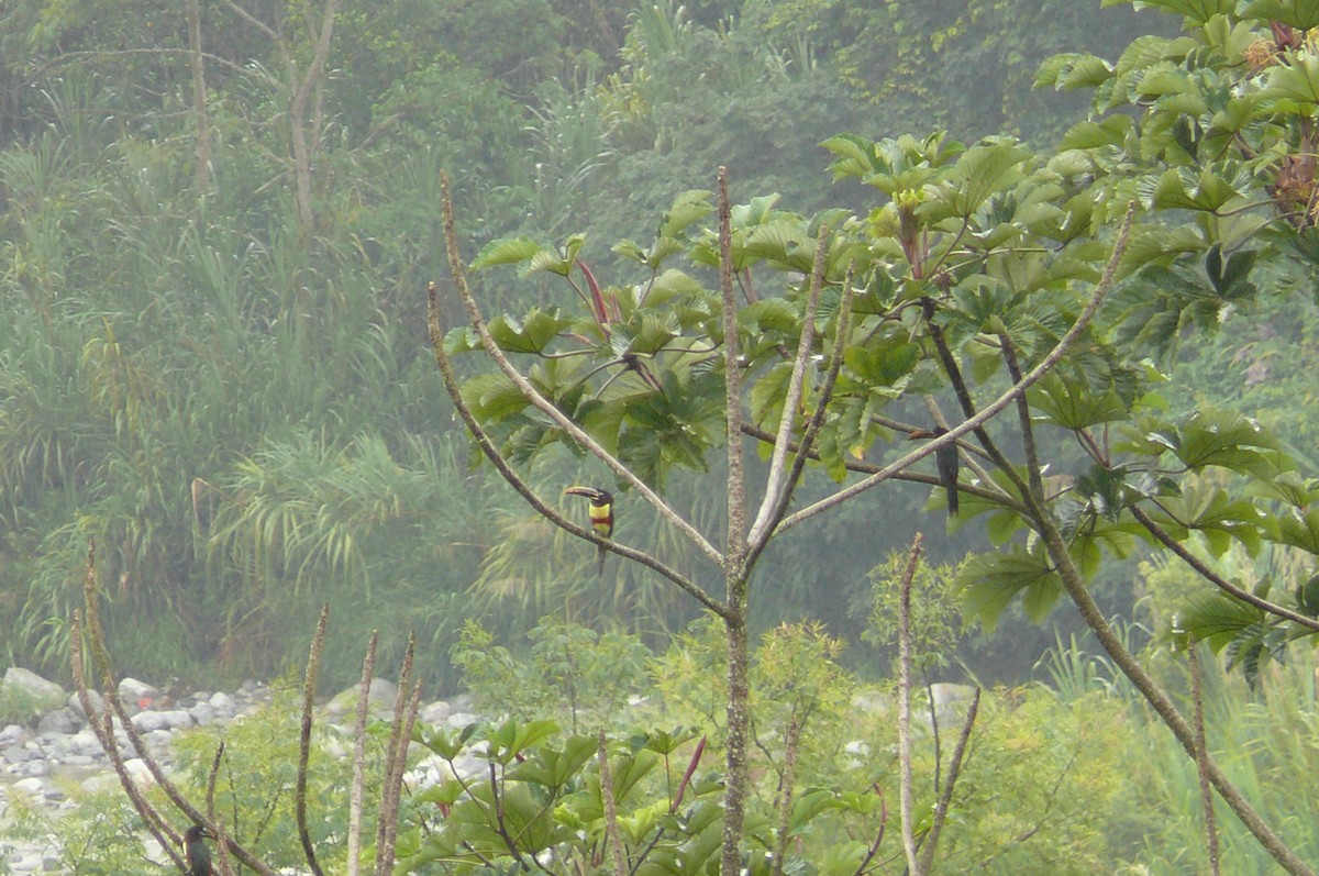 Chestnut-eared Aracari - ML630574880