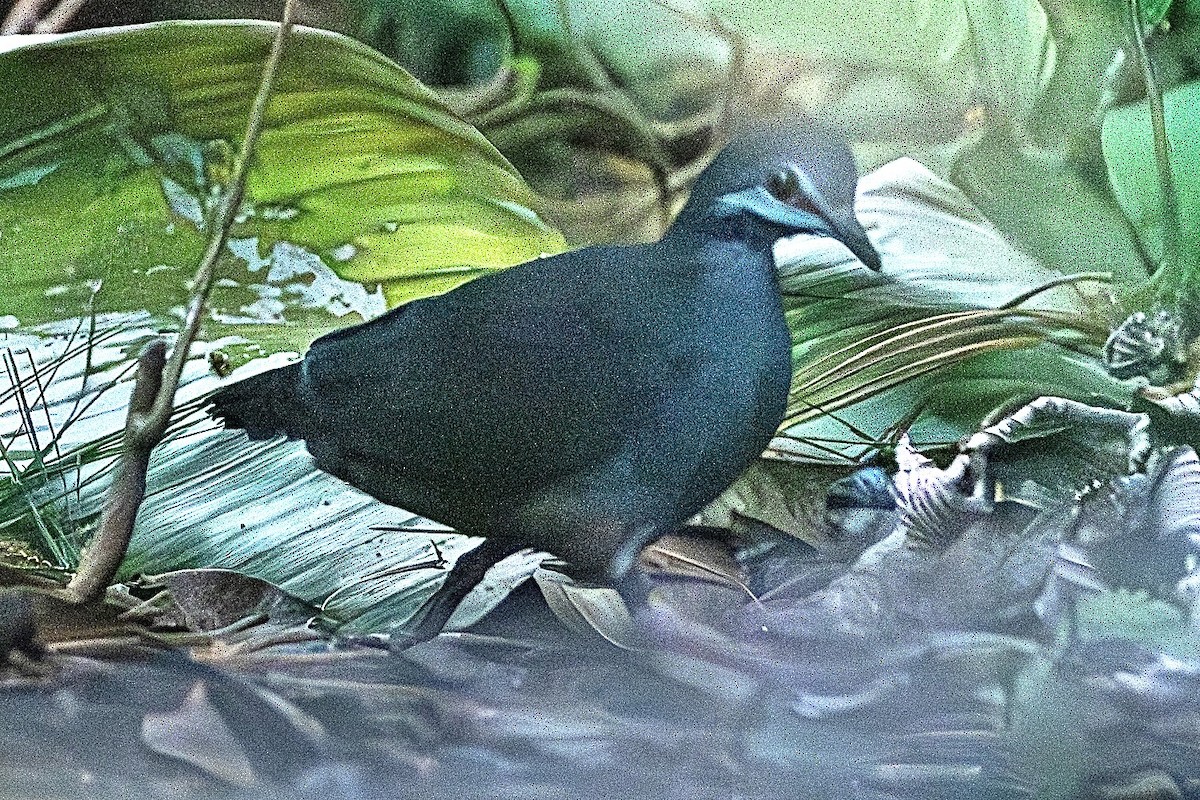 Purplish-backed Quail-Dove - ML630574928