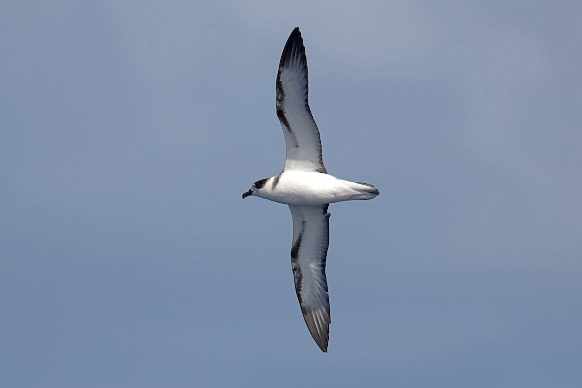 White-necked Petrel - ML630574980