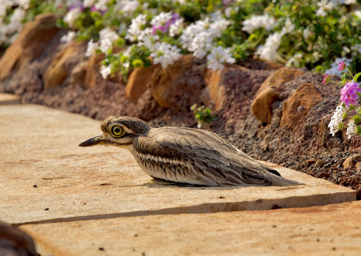 Indian Thick-knee - ML630575186
