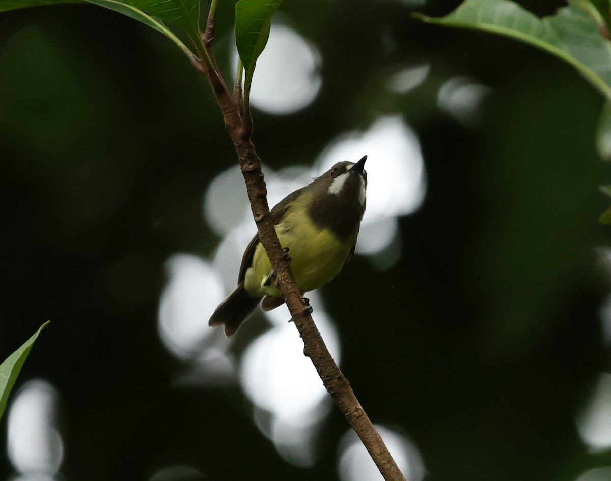 Fairy Gerygone (Black-throated) - ML630575217