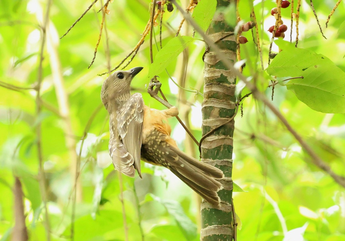 Fawn-breasted Bowerbird - ML630575231
