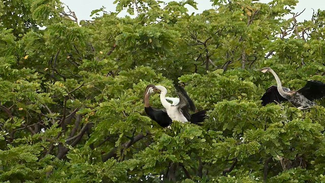 Oriental Darter - ML630575240