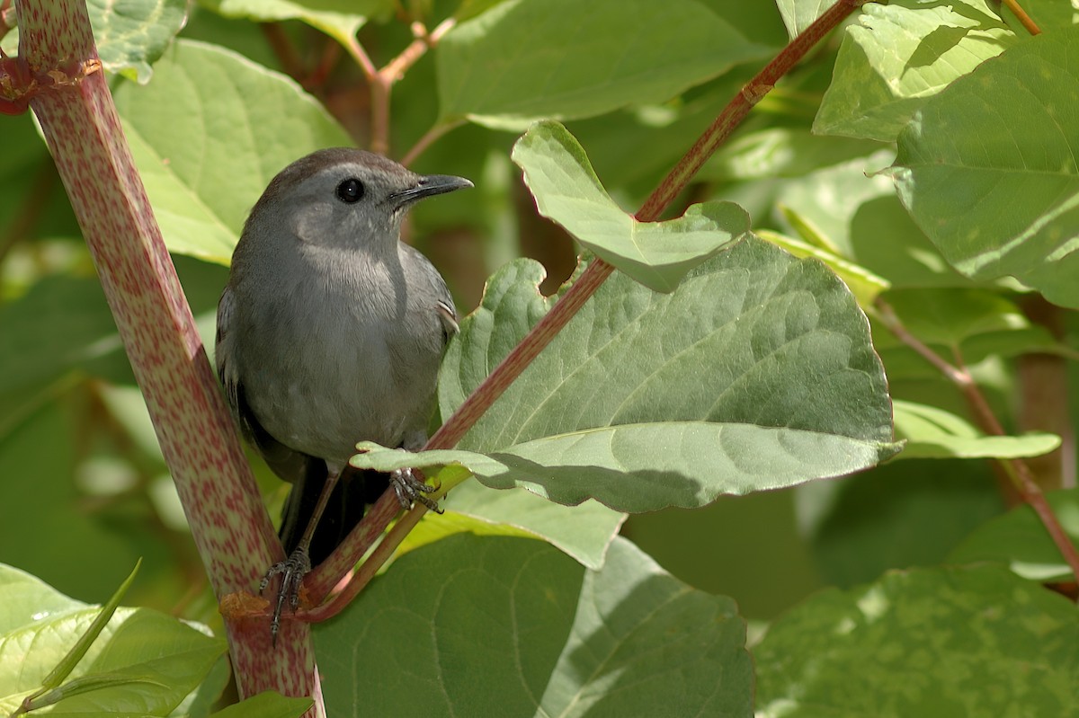 Gray Catbird - ML630575293