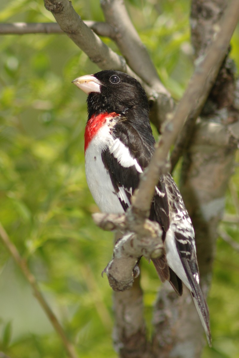 Rose-breasted Grosbeak - ML630575297