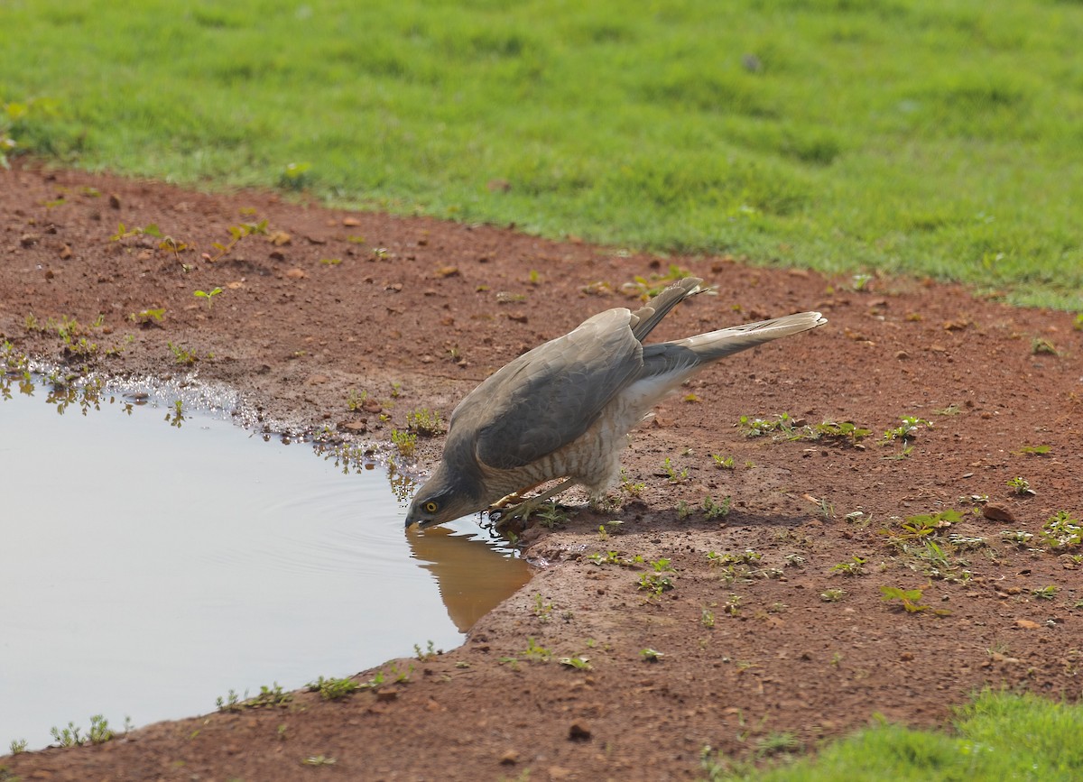 Eurasian Sparrowhawk - ML630575324
