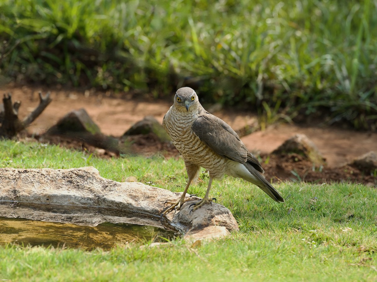 Eurasian Sparrowhawk - ML630575325