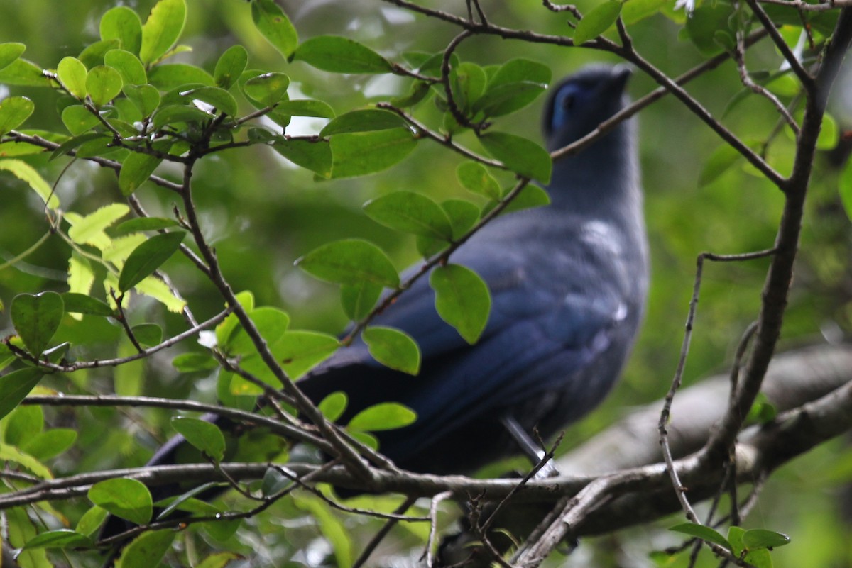 Blue Coua - ML630575336