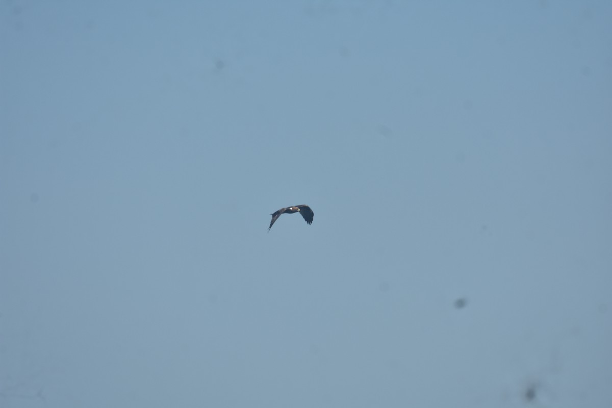 Booted Eagle - ML630575354