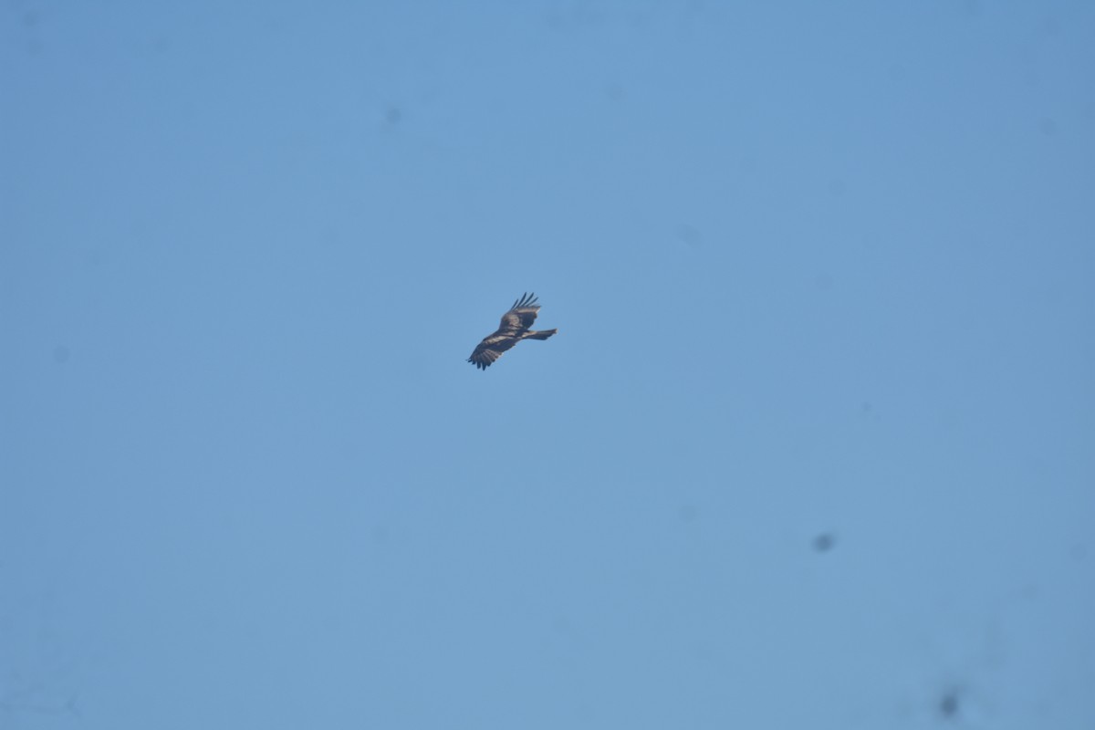 Booted Eagle - ML630575355