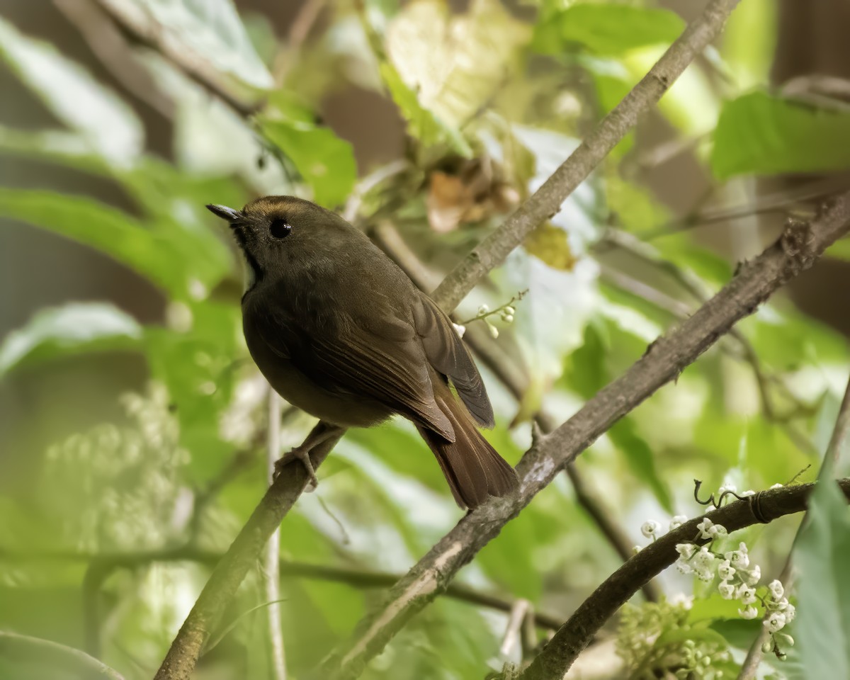 White-gorgeted Flycatcher - ML630575396