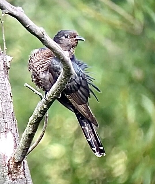 Black Cuckoo - ML630575402