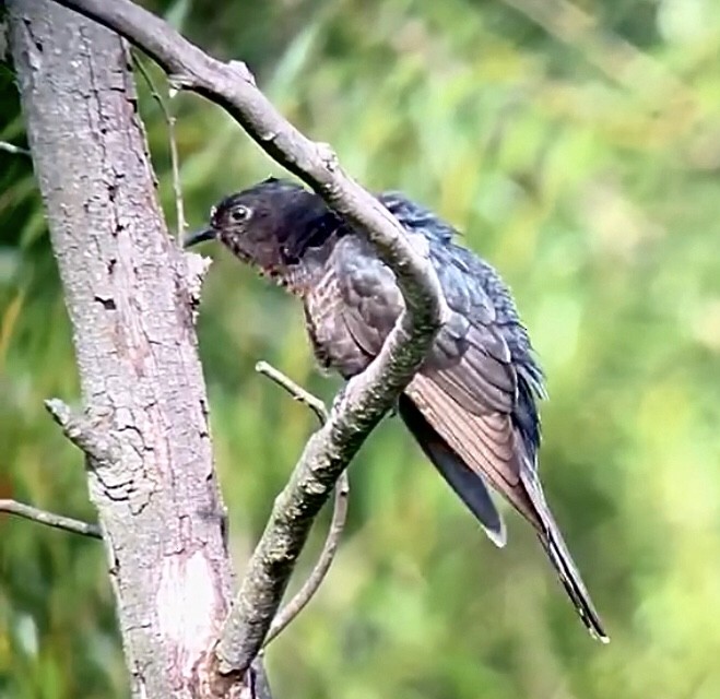 Black Cuckoo - ML630575403